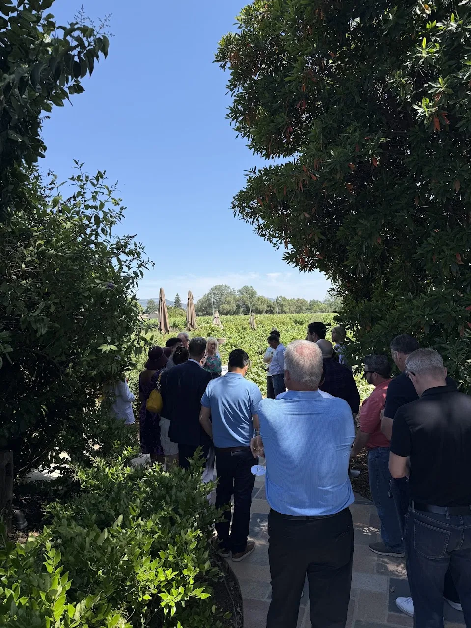 Guests gathering at a vineyard reception